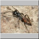 Arachnospila anceps - Wegwespe w008a 8mm - OS-Hasbergen-Lehmhuegel-det.jpg